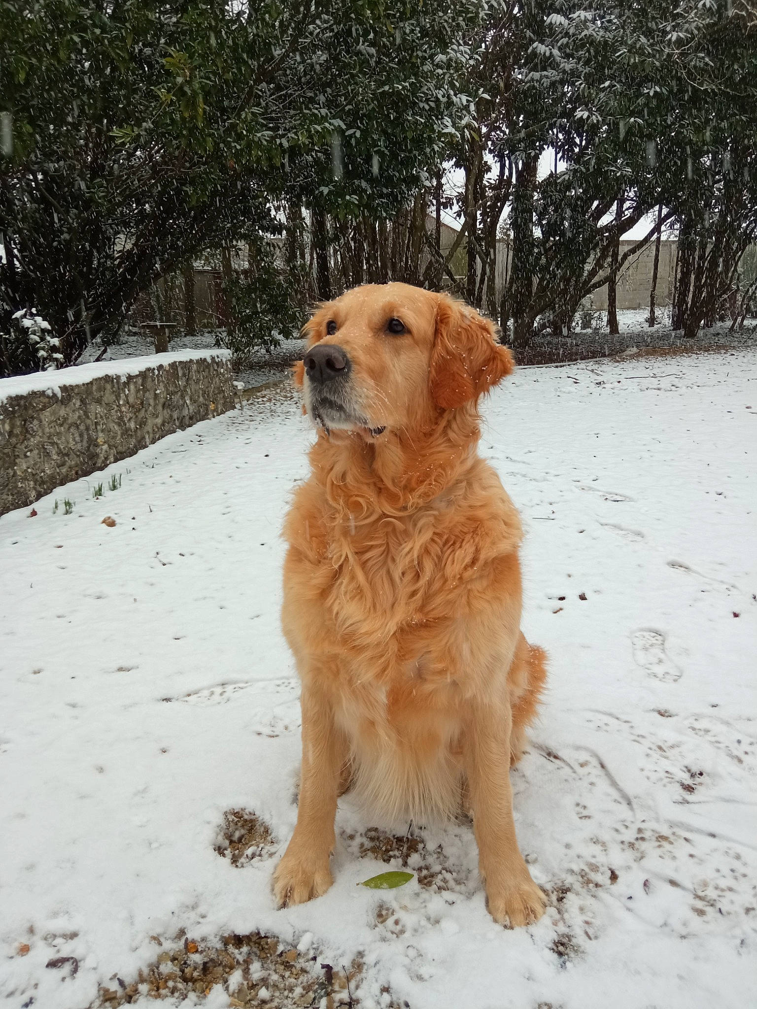 Lyra a rejoint le concours — aidez-le/la à gagner de superbes lots ! canidae, carnivore, companion_dog, dog, dog_breed, fawn, freezing, fur, gun_dog, hunting_dog, plant, retriever, snow, tail, tree, winter