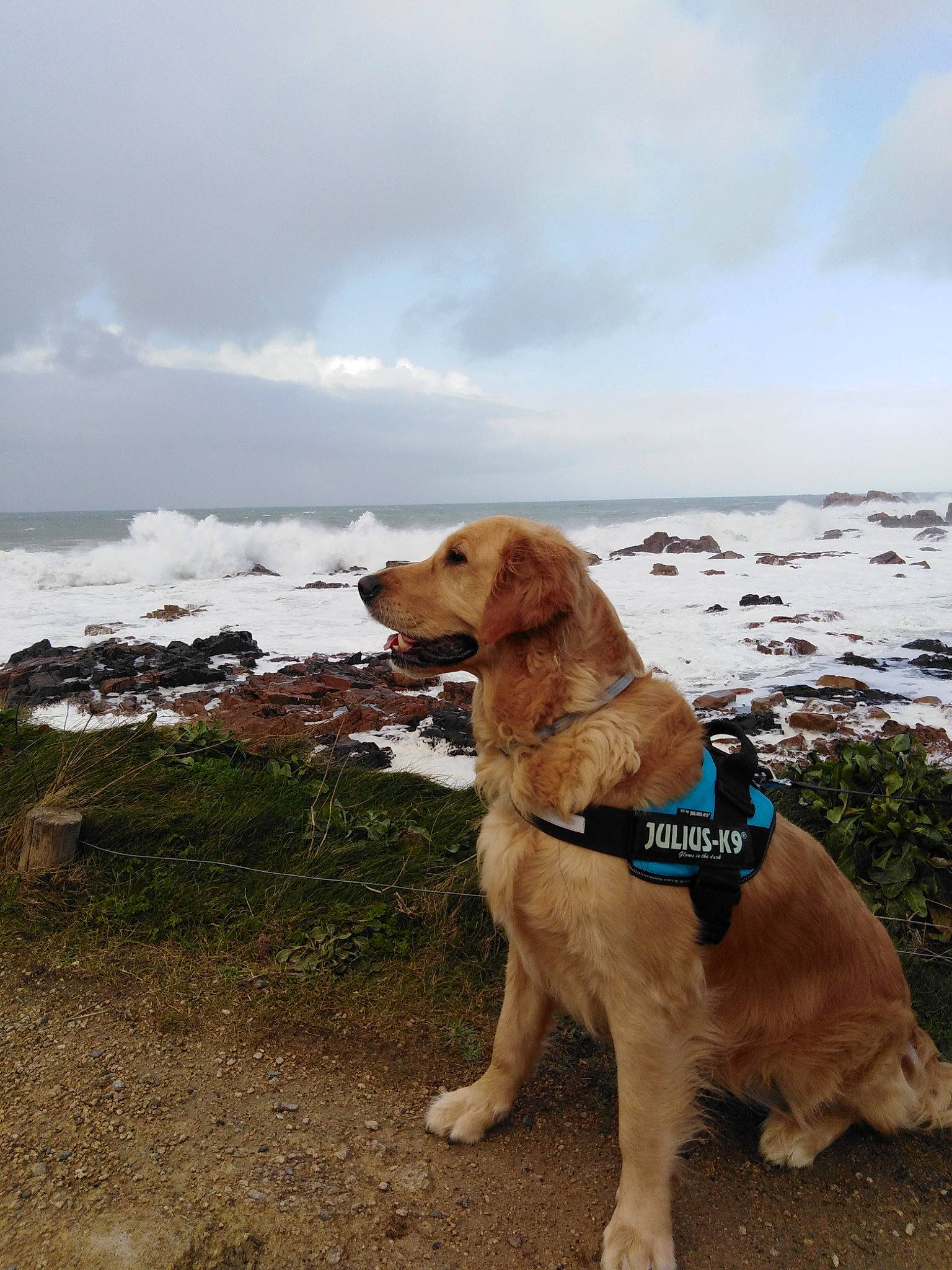 Lyra participe au concours pour gagner de l'argent avec cette photo : beach, carnivore, cloud, collar, companion_dog, dog, dog_breed, dog_collar, dog_supply, fawn, gun_dog, ocean, plant, retriever, sky, snow, sporting_group, water, winter, working_animal