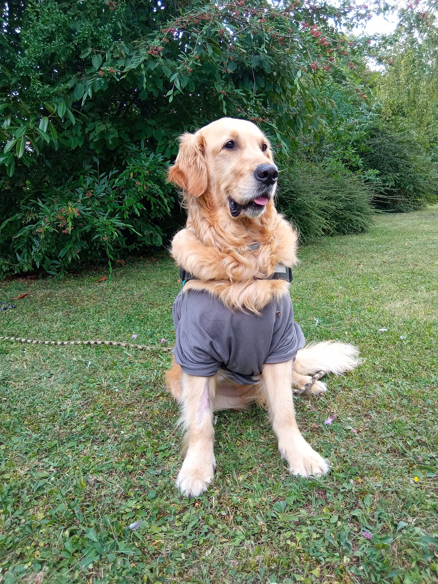 Lyra a rejoint le concours — aidez-le/la à gagner de superbes lots ! belt, canidae, carnivore, chair, collar, companion_dog, dog, dog_breed, dog_collar, fawn, grass, gun_dog, leash, plant, retriever, sporting_group, tail, tree, working_animal, working_dog