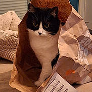 Punaise a rejoint le concours — aidez-le/la à gagner de superbes lots ! animal, black_and_white, cat, close_up, cozy, crumpled_bag, curiosity, curious, domestic_cat, feline, floor, fur, household, indoor, paper_bag, pet, pet_bed, playful, whiskers, wide_eyes