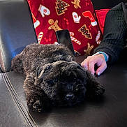 Athéna participe au concours pour gagner de l'argent avec cette photo : black, black_fur, blanket, candy_cane, christmas_pattern, couch, cozy, cute, dog, fur, gingerbread_man, hand, holiday, indoor, leather, petting, puppy, red, sleepy, tree