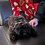 black, black_fur, blanket, candy_cane, christmas_pattern, couch, cozy, cute, dog, fur, gingerbread_man, hand, holiday, indoor, leather, petting, puppy, red, sleepy, tree
