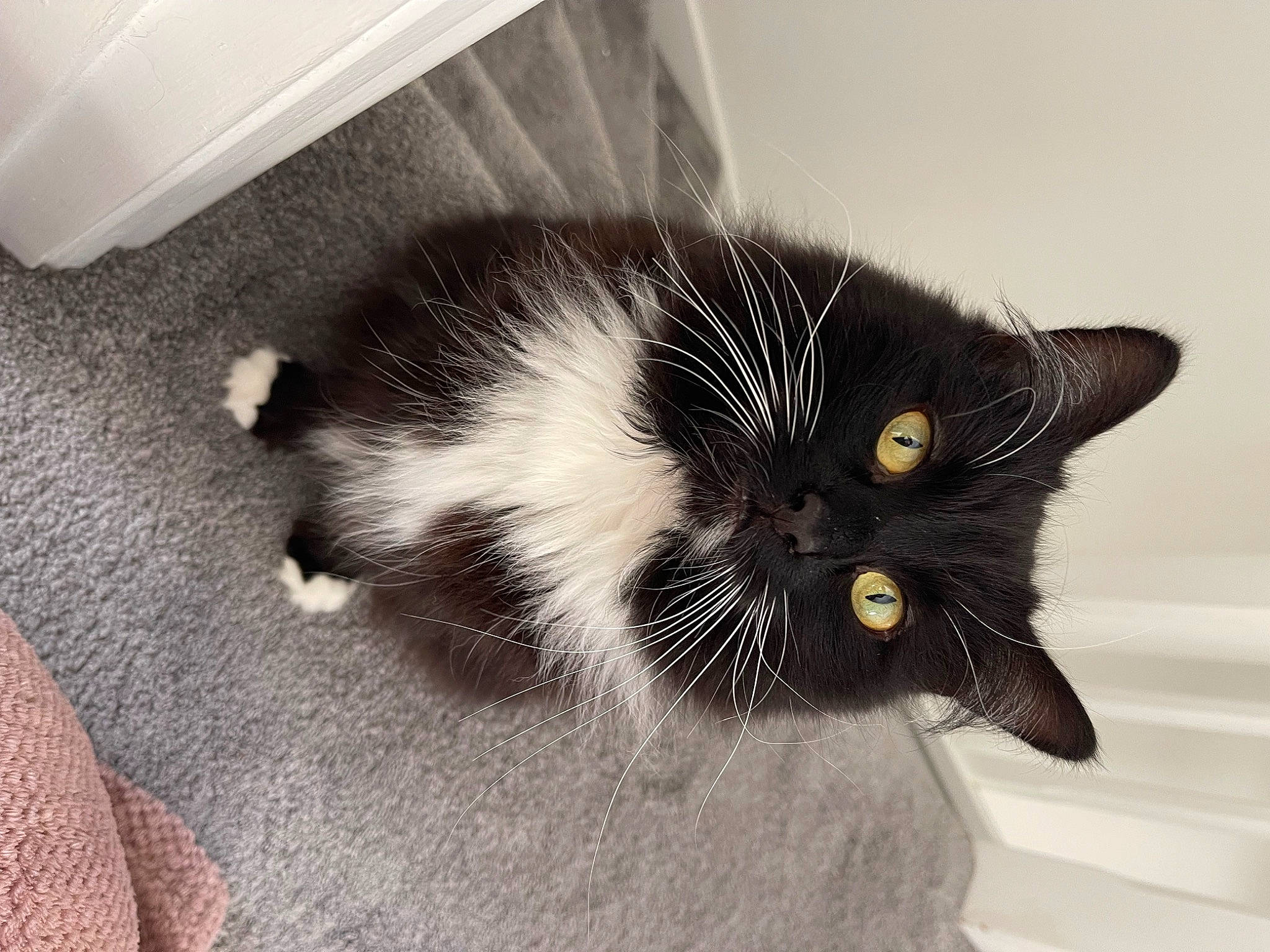 Ivy joined the competition — help win amazing prizes! black_cat, carnivore, cat, claw, domestic_short_haired_cat, eye, felidae, fur, monochrome, monochrome_photography, paw, small_to_medium_sized_cats, snout, tail, terrestrial_animal, whiskers, window