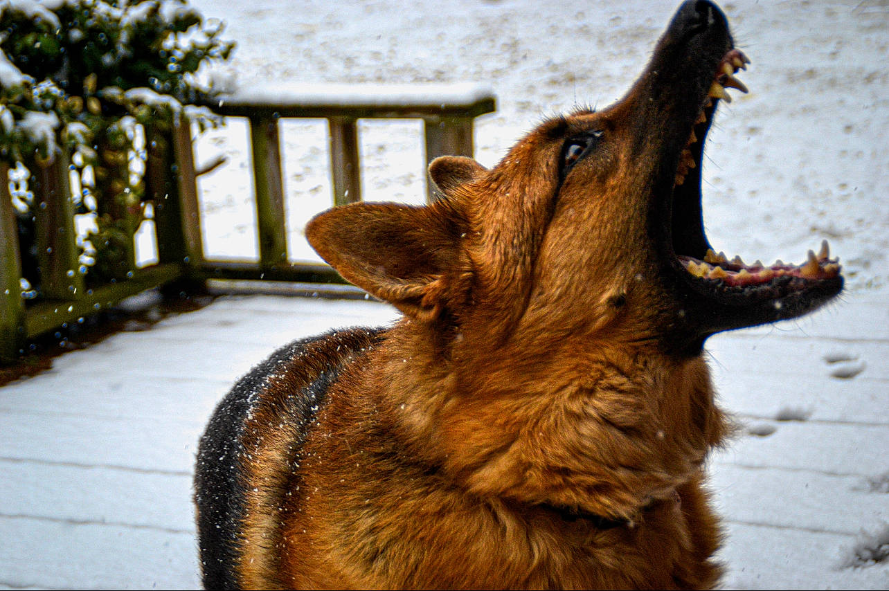 Bullet is registered to the contest to win money with this photo: canidae, carnivore, companion_dog, dog, dog_breed, fawn, fence, german_shepherd_dog, herding_dog, liver, old_german_shepherd_dog, snout, snow, sporting_group, tail, terrestrial_animal, tree, whiskers, wood, working_animal