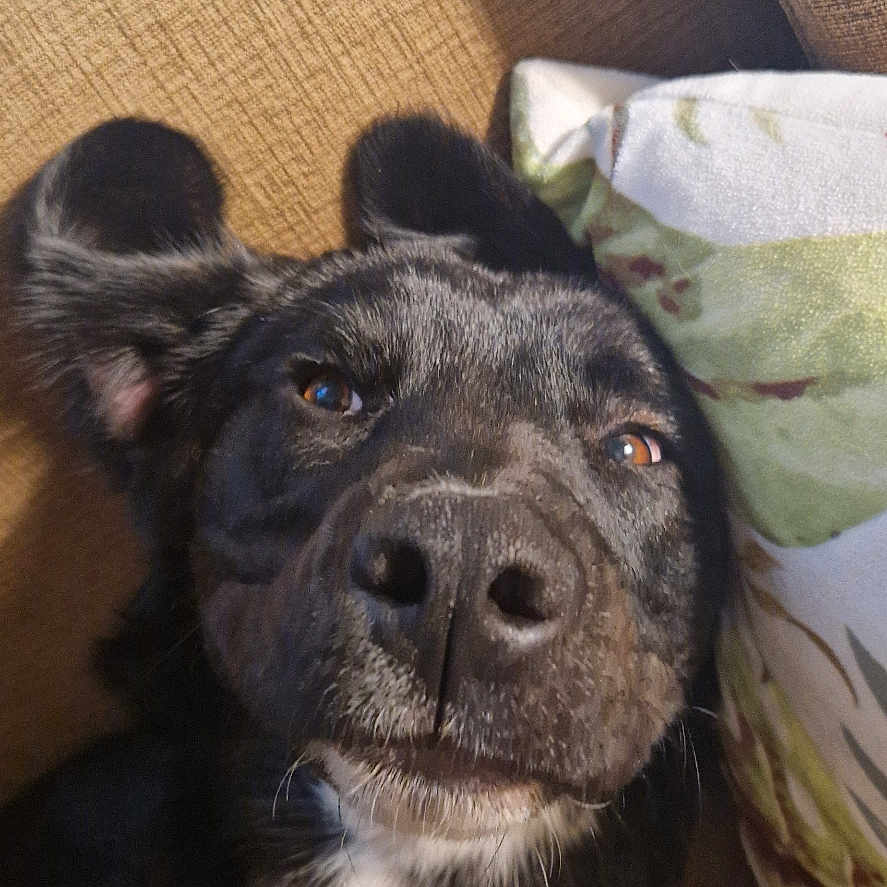 Véga a rejoint le concours — aidez-le/la à gagner de superbes lots ! animal, black_and_white, canine, close_up, companion, couch, cozy, curious, dog, ears, face, fur, home, indoor, lying_down, nose, paw, pet, pillow, relaxed