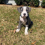 Piper joined the competition — help win amazing prizes! puppy, dog, grass, lawn, window, bush, house, yard, blue_eyes, sitting, sunlight, portrait, pet, adorable, young, domestic_animal, nose, ears, outdoor, leaves