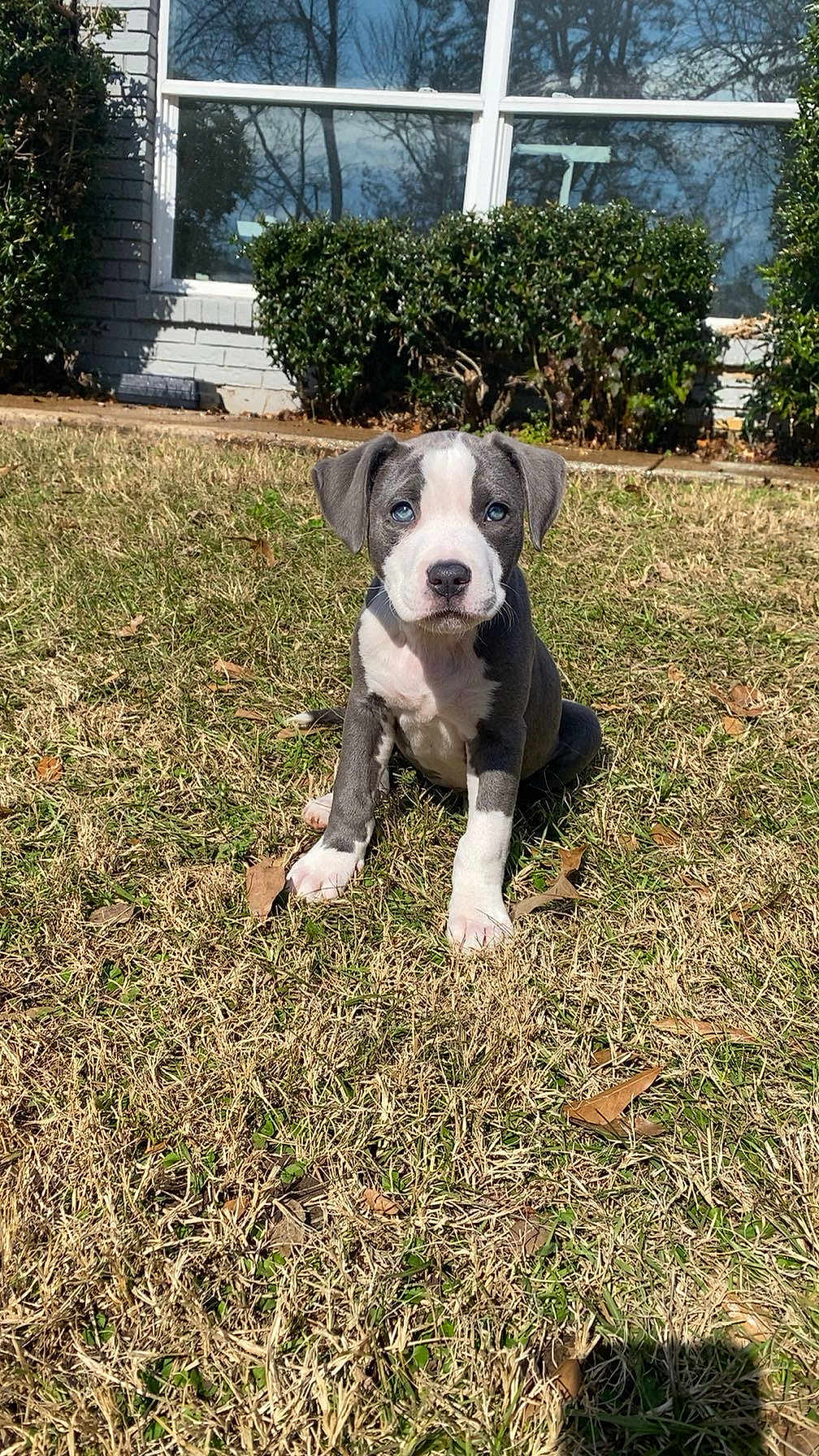 Piper joined the competition — help win amazing prizes! puppy, dog, grass, lawn, window, bush, house, yard, blue_eyes, sitting, sunlight, portrait, pet, adorable, young, domestic_animal, nose, ears, outdoor, leaves
