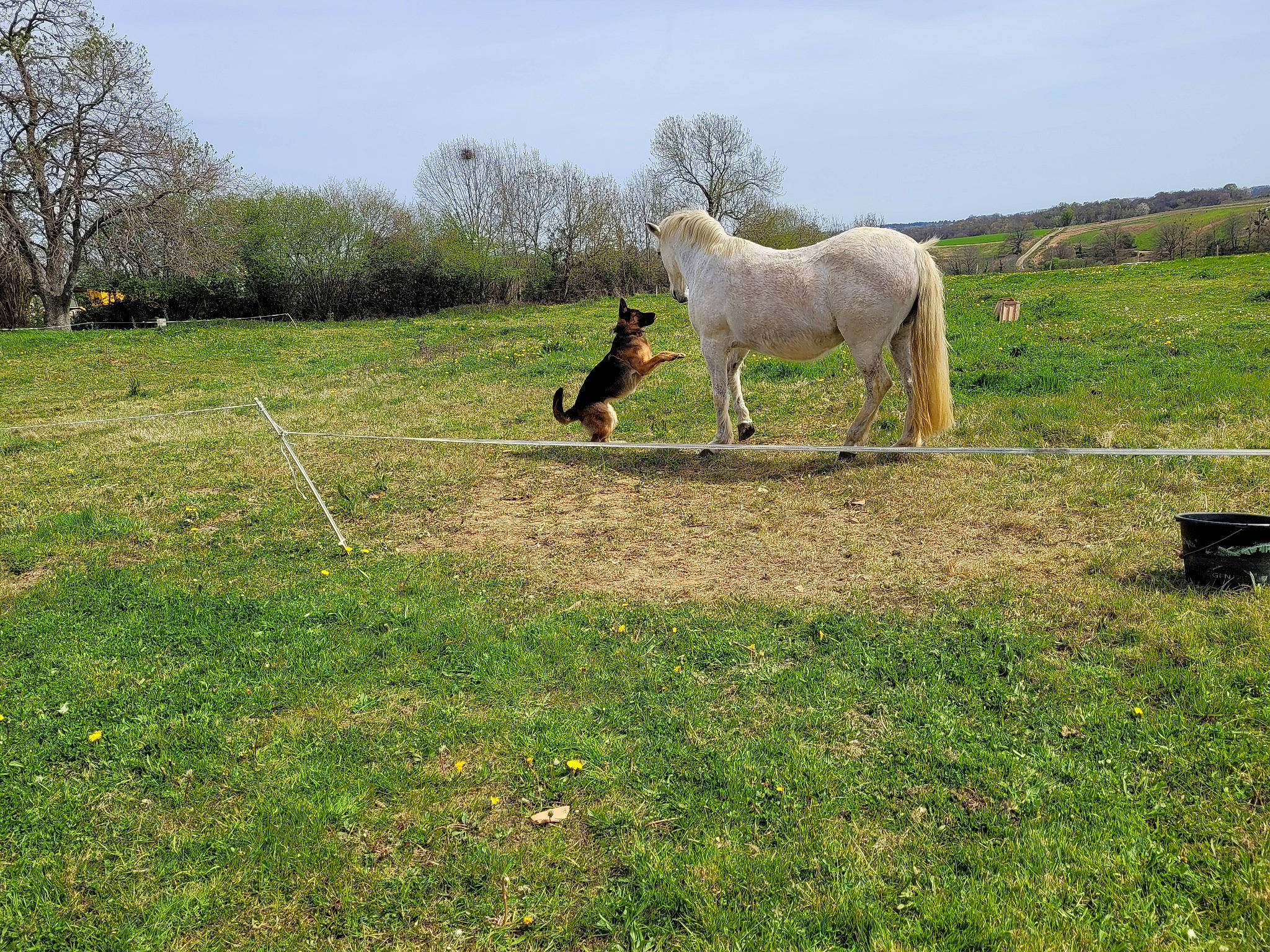 Saly a rejoint le concours — aidez-le/la à gagner de superbes lots ! fawn, grass, grass_family, grassland, grazing, horse, land_lot, landscape, livestock, meadow, natural_environment, natural_landscape, pack_animal, plain, plant, rural_area, sky, terrestrial_animal, tree, working_animal