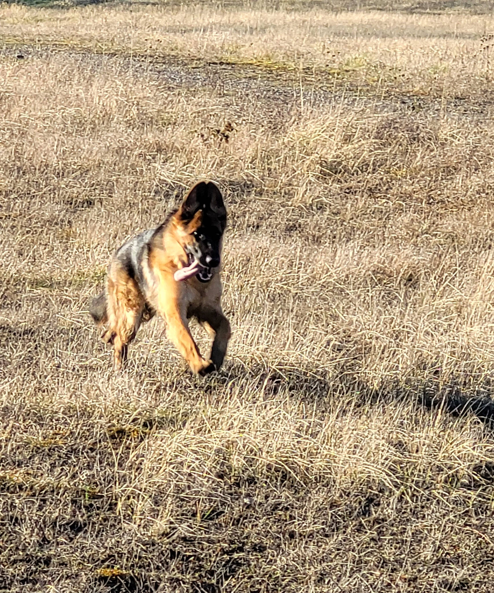 Saly participe au concours pour gagner de l'argent avec cette photo : canidae, carnivore, companion_dog, dog, dog_breed, fawn, field, grass, grassland, happy, herding_dog, landscape, pasture, people_in_nature, plant, prairie, soil, sporting_group, tail, wildlife