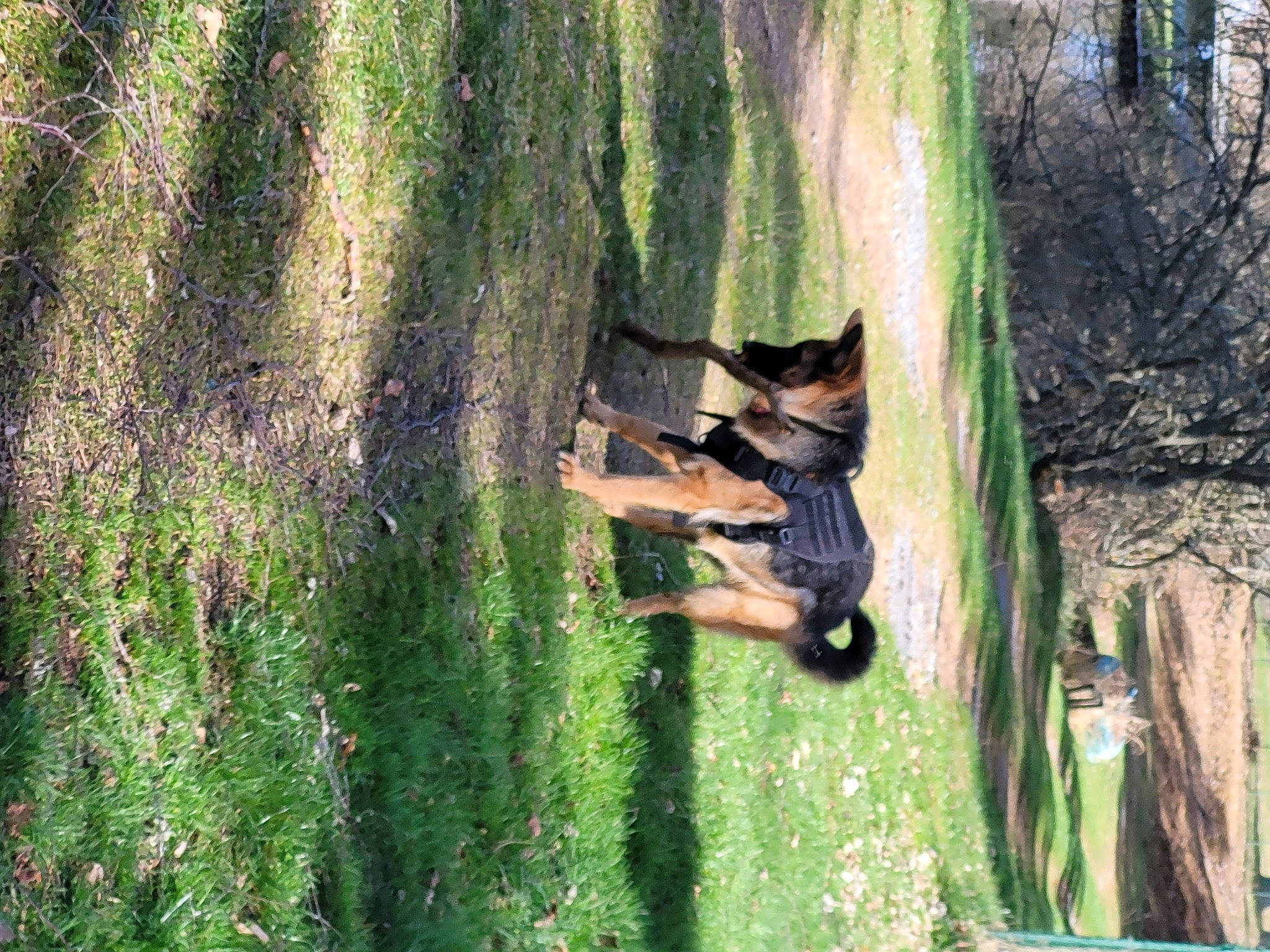 Saly participe au concours pour gagner de l'argent avec cette photo : carnivore, dog, dog_breed, fawn, forest, grass, grass_family, green, landscape, leaf, leisure, people_in_nature, plant, shrub, tail, tree, trunk, window, wood, woodland