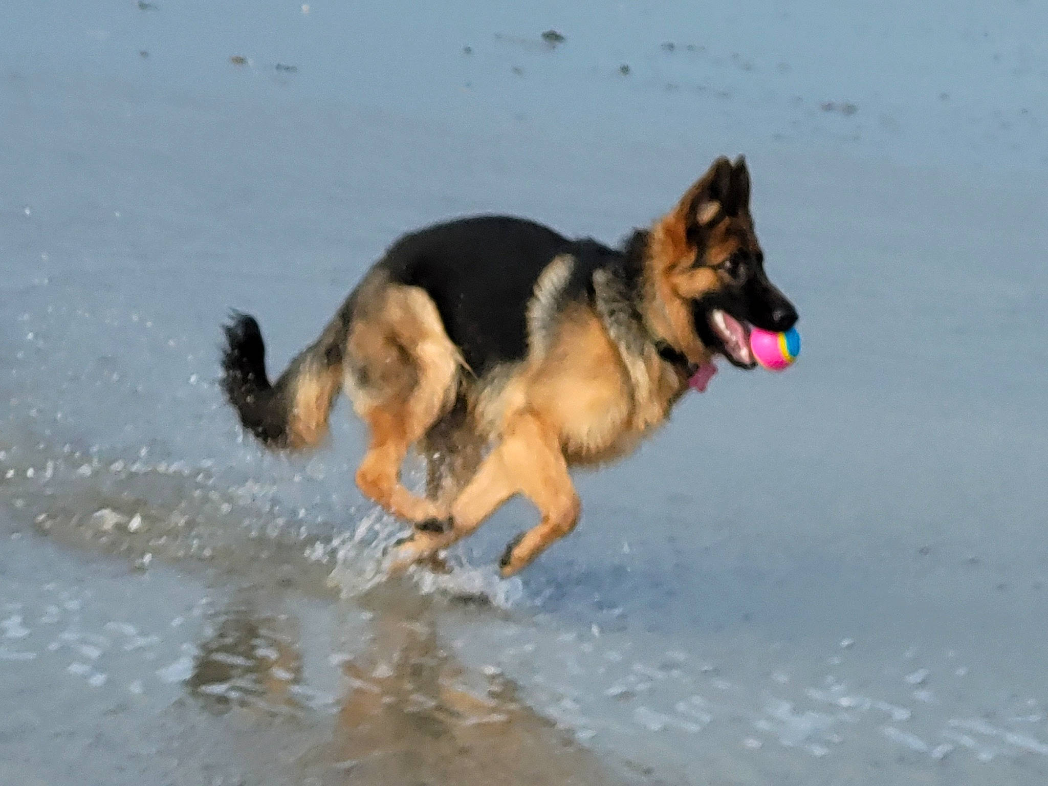 Saly participe au concours pour gagner de l'argent avec cette photo : beach, canidae, carnivore, companion_dog, dog, dog_breed, fun, guard_dog, herding_dog, old_german_shepherd_dog, paw, sand, sporting_group, vertebrate, water, working_dog