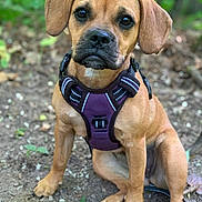 Vicky participe au concours pour gagner de l'argent avec cette photo : animal, brown_dog, canine, daylight, dog, ears, eyes, forest, fur, harness, leaves, nature, outdoor, paws, pet, puppy, sitting, snout, soil, young_dog