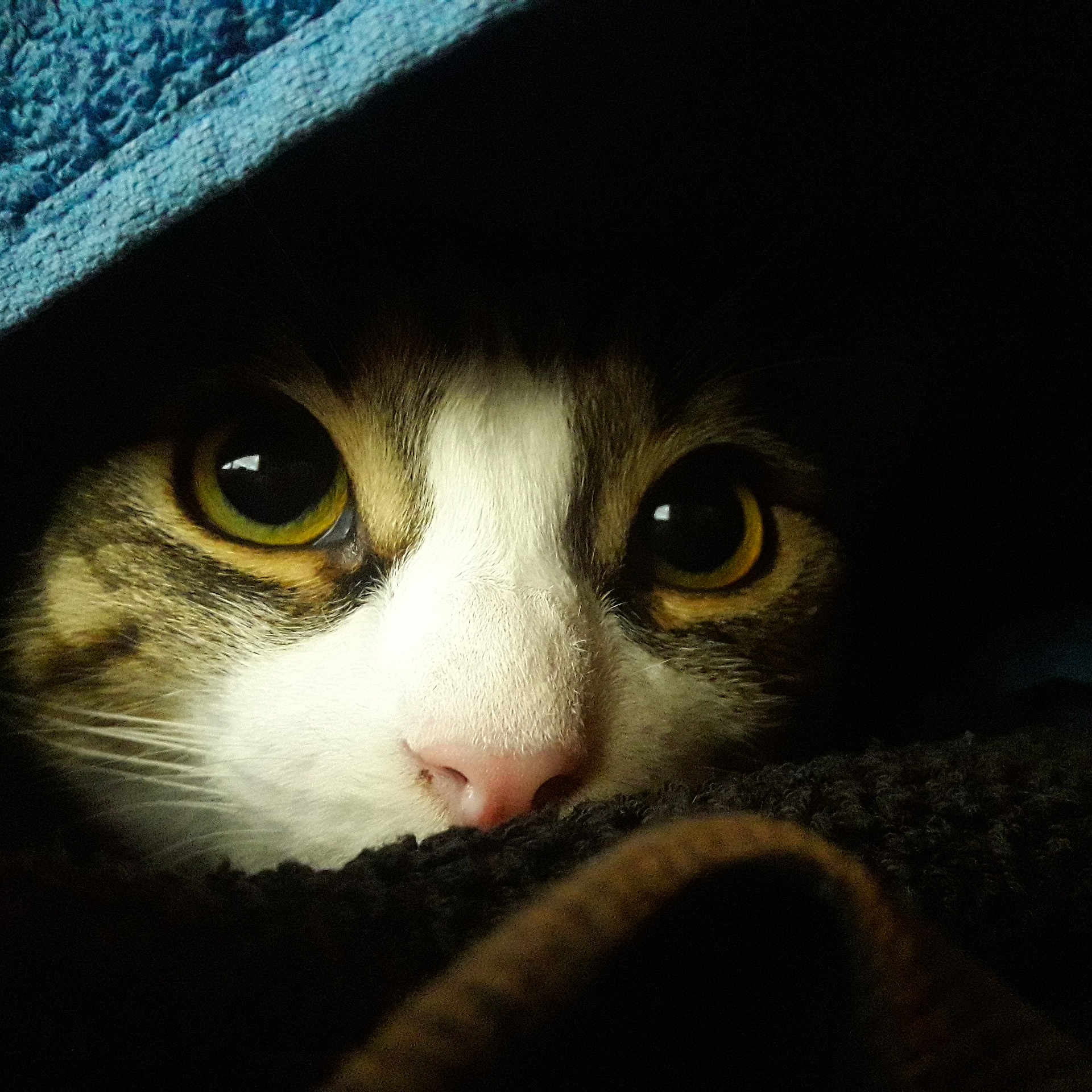 Poon participe au concours pour gagner de l'argent avec cette photo : abyssinian, animal, blanket, cap, cat, clothing, fleece, hat, hood, hoodie, kitten, knitwear, manx, pet, sweater, sweatshirt, towel