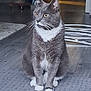 cat, gray_cat, white_paws, indoor, rug, flooring, furniture, chair, home_interior, pet, animal, whiskers, alert, sitting, yellow_eyes, domestic_cat, fur, cute, close_up, looking_away