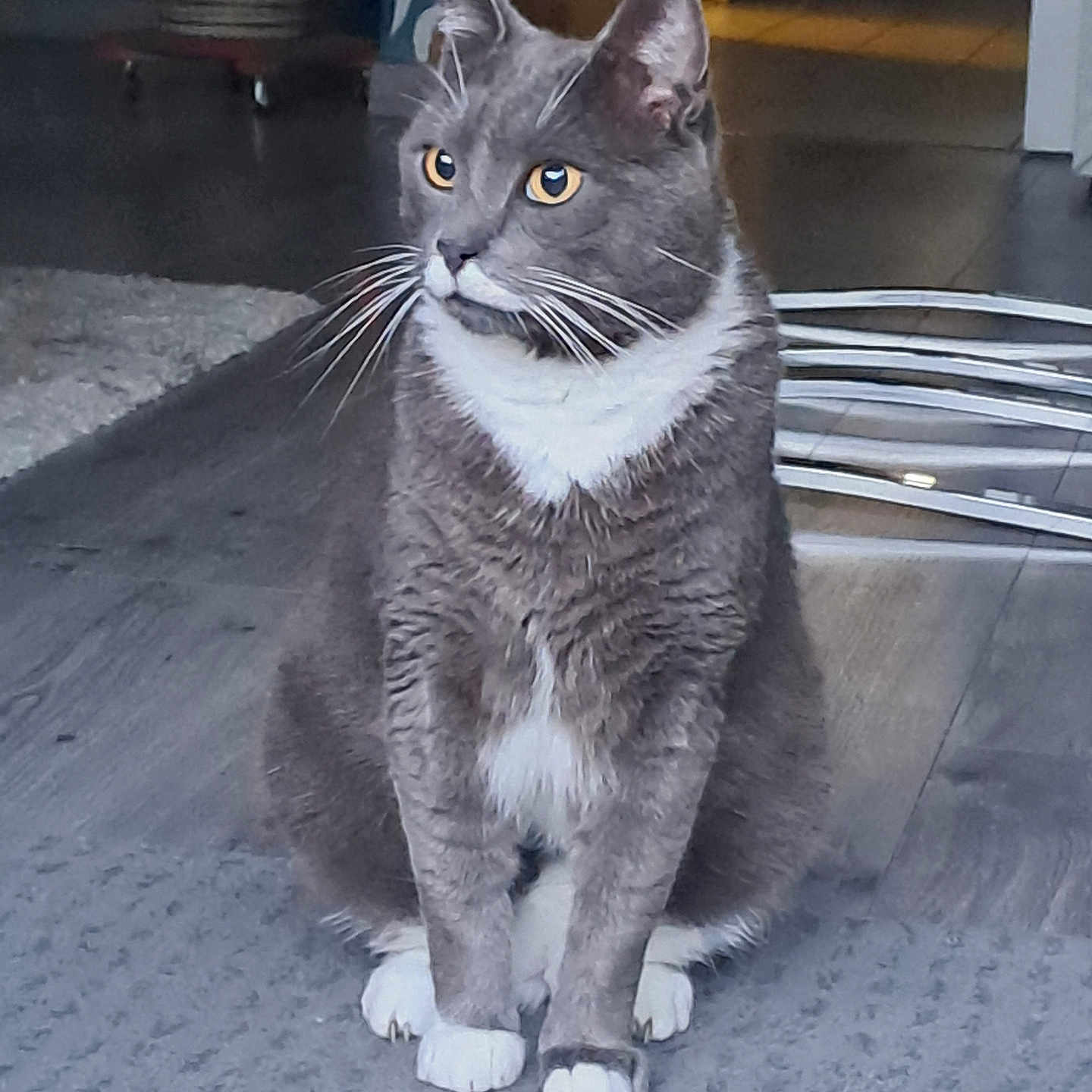 Yop participe au concours pour gagner de l'argent avec cette photo : alert, animal, cat, chair, close_up, cute, domestic_cat, flooring, fur, furniture, gray_cat, home_interior, indoor, looking_away, pet, rug, sitting, whiskers, white_paws, yellow_eyes