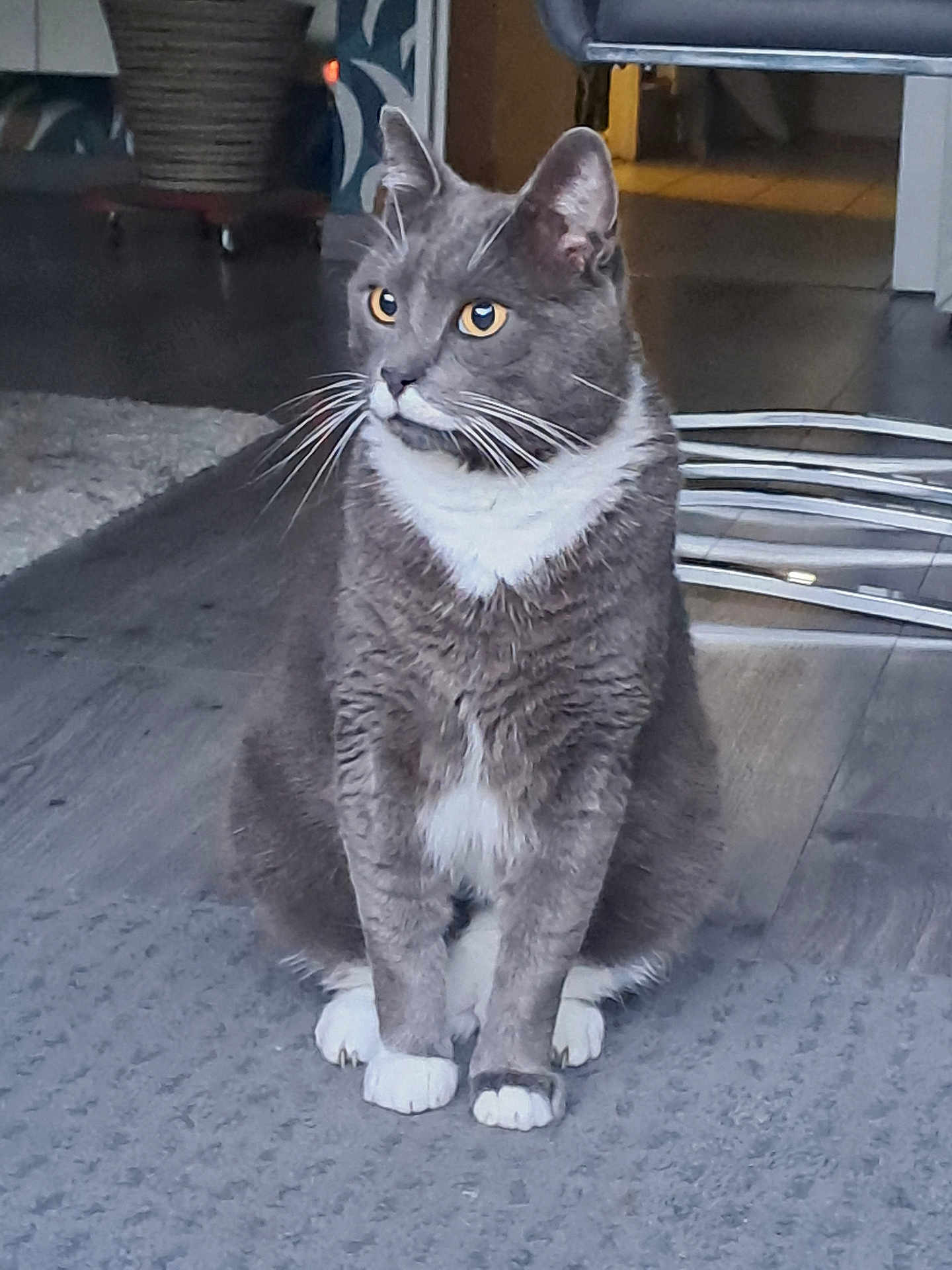 Yop participe au concours pour gagner de l'argent avec cette photo : cat, gray_cat, white_paws, indoor, rug, flooring, furniture, chair, home_interior, pet, animal, whiskers, alert, sitting, yellow_eyes, domestic_cat, fur, cute, close_up, looking_away