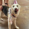dog, party_hat, bandana, animal, pet, indoor, floor, person, hand, licking, celebration, happy, canine, pink, white, brown, fur, collar, tattoo, accessory