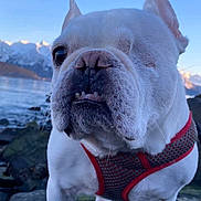 Leo is registered to the contest to win money with this photo: dog, french_bulldog, one_eye, white_dog, red_harness, rock, lake, mountain, snow, outdoor, pet, canine, portrait, nature, animal, water, sky, closeup, daylight, funny_face