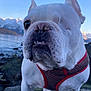 dog, french_bulldog, one_eye, white_dog, red_harness, rock, lake, mountain, snow, outdoor, pet, canine, portrait, nature, animal, water, sky, closeup, daylight, funny_face