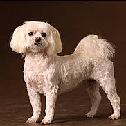 Ollie joined the competition — help win amazing prizes! animal, brown_background, canine, closeup, companion, curious, cute, dog, ears, fluffy, fur, groomed, indoor, mammal, pet, portrait, standing, studio_photo, tail, white_dog