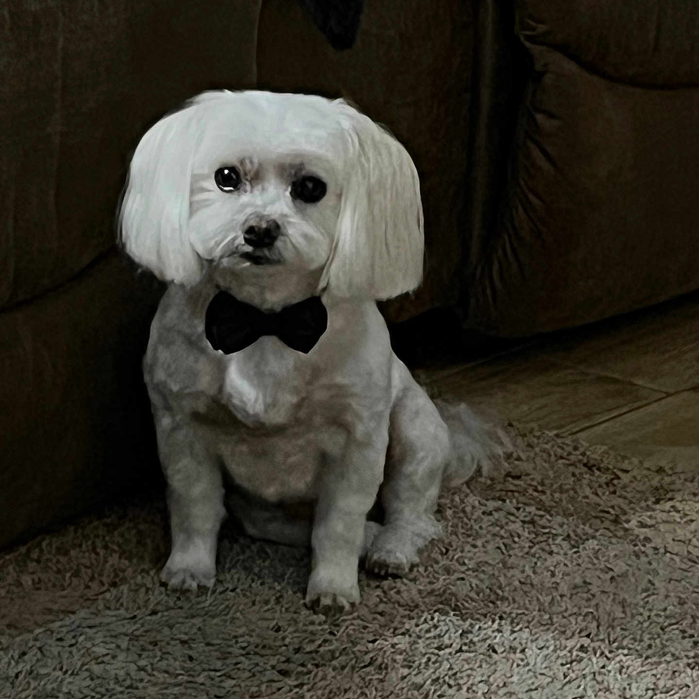 Ollie joined the competition — help win amazing prizes! animal, bow_tie, canine, carpet, companion, couch, cute, cute_pet, dog, domestic, floor, fluffy, furniture, indoor, indoor_lighting, pet, portrait, sitting, small_dog, white_dog