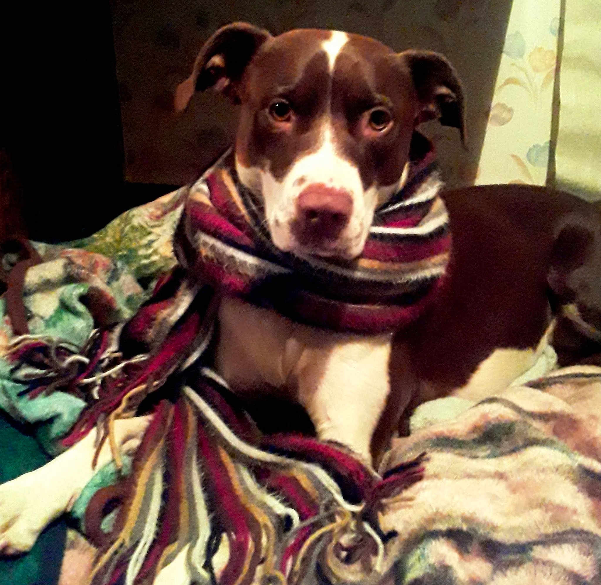 Little Lulu
