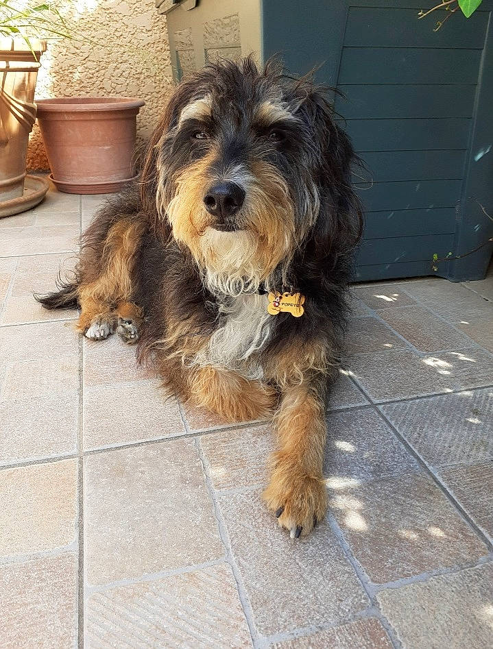 Popeye a rejoint le concours — aidez-le/la à gagner de superbes lots ! canidae, carnivore, companion_dog, dog, dog_breed, flooring, flowerpot, fur, houseplant, liver, plant, road_surface, small_terrier, snout, sporting_group, terrier, toy_dog, water_dog, working_animal, yorkipoo