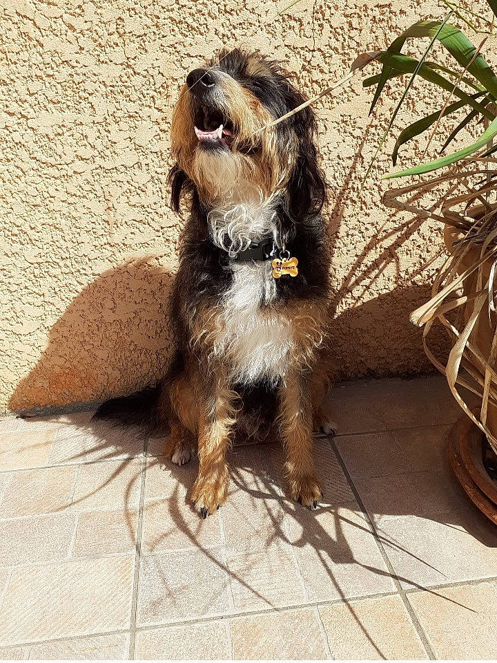Popeye participe au concours pour gagner de l'argent avec cette photo : carnivore, companion_dog, dog, dog_breed, fur, liver, tail, terrestrial_animal, toy_dog, whiskers, wood, working_animal, working_terrier