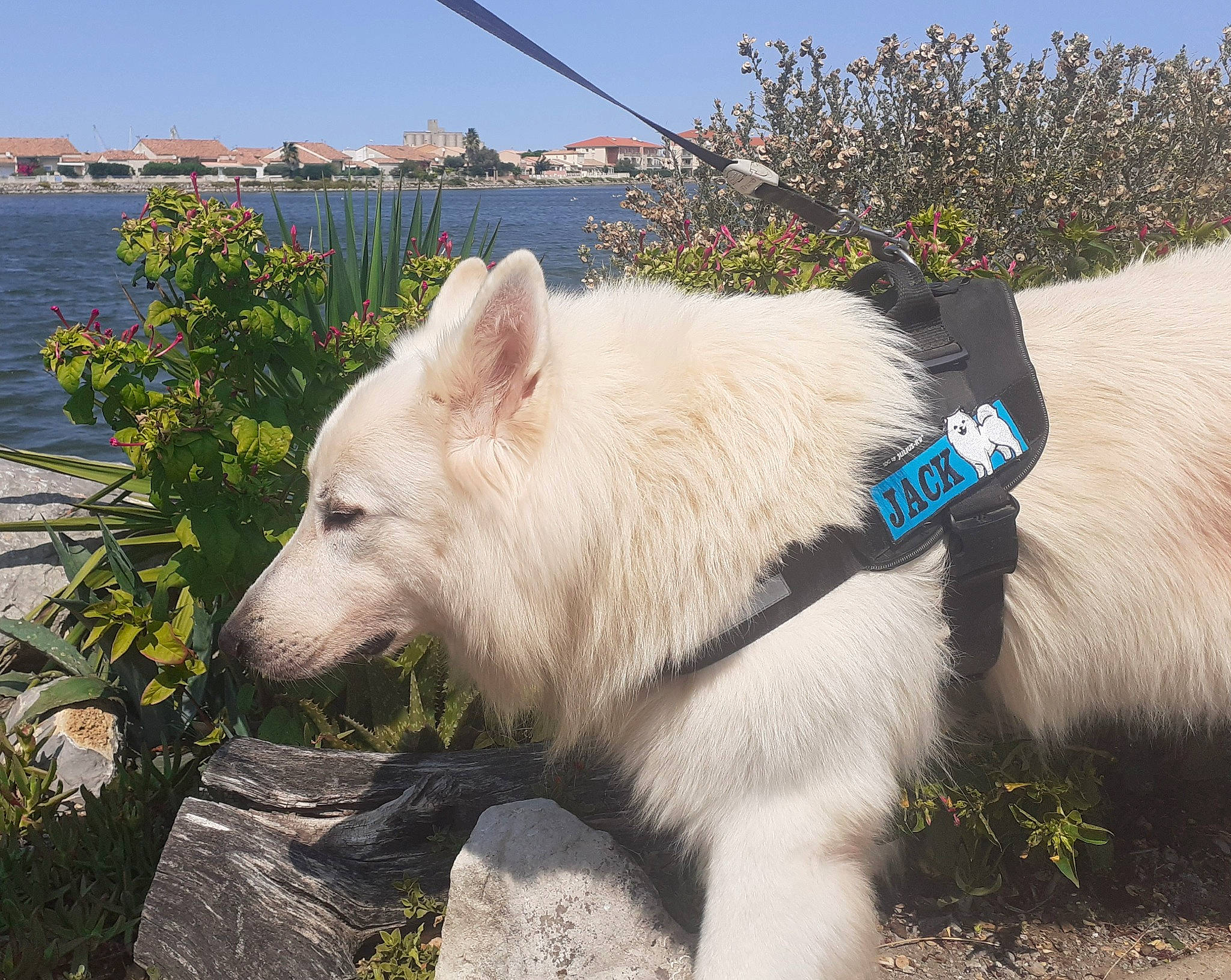 Jack participe au concours pour gagner de l'argent avec cette photo : canidae, canis, carnivore, collar, companion_dog, dog, dog_breed, dog_collar, flower, grass, kintamani, lake, plant, sky, sporting_group, tail, terrestrial_animal, water, working_animal, working_dog