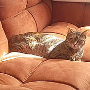 Meow Meow joined the competition — help win amazing prizes! cat, tabby_cat, sofa, cushion, indoor, sunlight, pet, feline, resting, brown, cozy, fur, whiskers, relaxed, home, living_room, animal, cute, comfortable, portrait