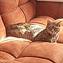 animal, brown, cat, comfortable, cozy, cushion, cute, feline, fur, home, indoor, living_room, pet, portrait, relaxed, resting, sofa, sunlight, tabby_cat, whiskers