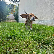 Bella a rejoint le concours — aidez-le/la à gagner de superbes lots ! animal, beagle, canine, daylight, dog, ears_flapping, front_paw, grass, greenery, hedge, motion, nature, outdoor, pet, playful, puppy, running, wall, yard, young_dog