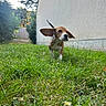 animal, beagle, canine, daylight, dog, ears_flapping, front_paw, grass, greenery, hedge, motion, nature, outdoor, pet, playful, puppy, running, wall, yard, young_dog