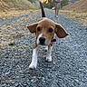 beagle, casual_clothing, close_up, curious, dog, ears, grass, gravel_path, hill, leash, nature, outdoor, person, puppy, purple_sweatshirt, shorts, sunset, trees, walking, walking_path