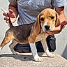 Bella a rejoint le concours — aidez-le/la à gagner de superbes lots ! animal, beagle, black, brown, casual_clothing, cute, dog, ears, hands, outdoor, person, pet, portrait, puppy, short_hair, standing, stone_surface, tail, white, young