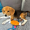 Bella a rejoint le concours — aidez-le/la à gagner de superbes lots ! beagle, black, blanket, brown, cozy, cute, dog, ears, indoor, lying_down, paw, pet, pillow, plush_toy, puppy, resting, rope_toy, tail, toy, white