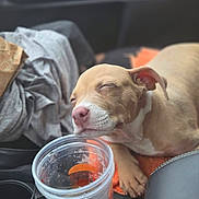 Tumbleweed is registered to the contest to win money with this photo: puppy, dog, sleeping, cute, pet, animal, tan_fur, white_fur, pink_nose, closed_eyes, floppy_ears, face, paw, drink_cup, plastic_cup, car_interior, vehicle, seat, road_trip, closeup