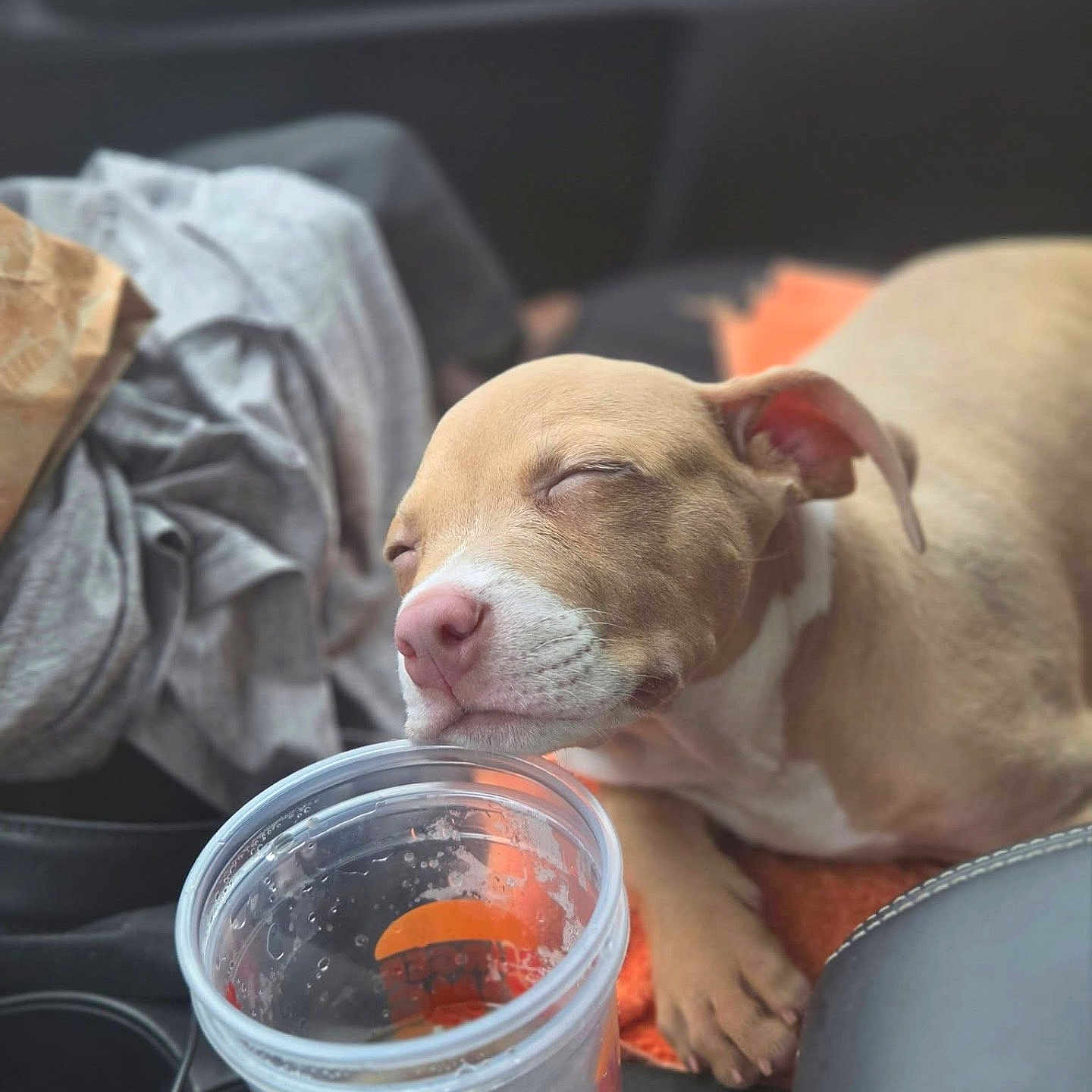 Tumbleweed is registered to the contest to win money with this photo: puppy, dog, sleeping, cute, pet, animal, tan_fur, white_fur, pink_nose, closed_eyes, floppy_ears, face, paw, drink_cup, plastic_cup, car_interior, vehicle, seat, road_trip, closeup