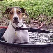 Linus joined the competition — help win amazing prizes! animal, bucket, calm, collar, container, daylight, dirt, dog, garden, grass, hose, looking, muzzle, nature, outdoor, pet, sitting, tag, tub, water