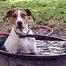 animal, bucket, calm, collar, container, daylight, dirt, dog, garden, grass, hose, looking, muzzle, nature, outdoor, pet, sitting, tag, tub, water