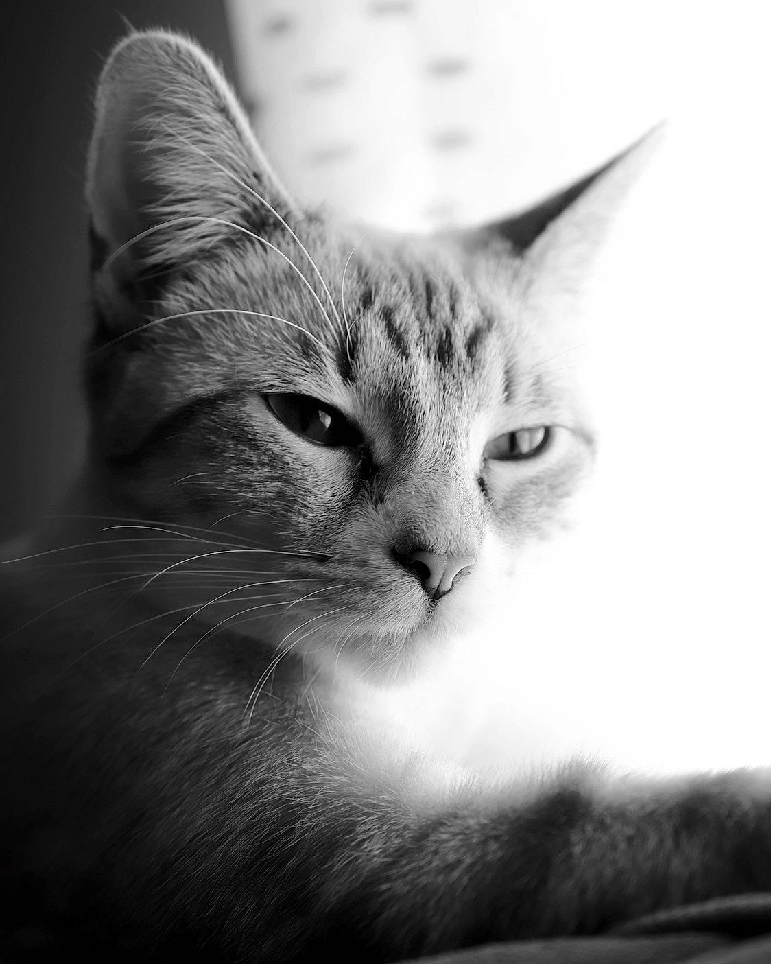 Beatrice is registered to the contest to win money with this photo: art, black_and_white, carnivore, cat, darkness, domestic_short_haired_cat, ear, felidae, fur, iris, monochrome, monochrome_photography, paw, sky, small_to_medium_sized_cats, snout, still_life_photography, tree, whiskers, window