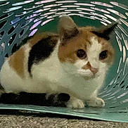 Dots joined the competition — help win amazing prizes! animal, basket, calico_cat, carpet, cat, crouching, curious, cute, domestic_cat, ears, feline, floor, house_pet, indoor, pet, plastic_basket, resting, small_animal, whiskers, wide_eyes