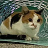 animal, basket, calico_cat, carpet, cat, crouching, curious, cute, domestic_cat, ears, feline, floor, house_pet, indoor, pet, plastic_basket, resting, small_animal, whiskers, wide_eyes