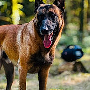 Thanos a rejoint le concours — aidez-le/la à gagner de superbes lots ! alert, animal, belgian_malinois, black, brown, canine, daylight, dog, ears, forest, grass, mammal, moss, nature, outdoor, pet, standing, sunlight, tongue, tree_stump