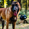 alert, animal, belgian_malinois, black, brown, canine, daylight, dog, ears, forest, grass, mammal, moss, nature, outdoor, pet, standing, sunlight, tongue, tree_stump