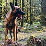 Thanos participe au concours pour gagner de l'argent avec cette photo : alert, animal, brown, canine, daylight, dog, ears, forest, grass, moss, nature, outdoor, pet, standing, stump, sunlight, tongue, trees, wildlife, woods