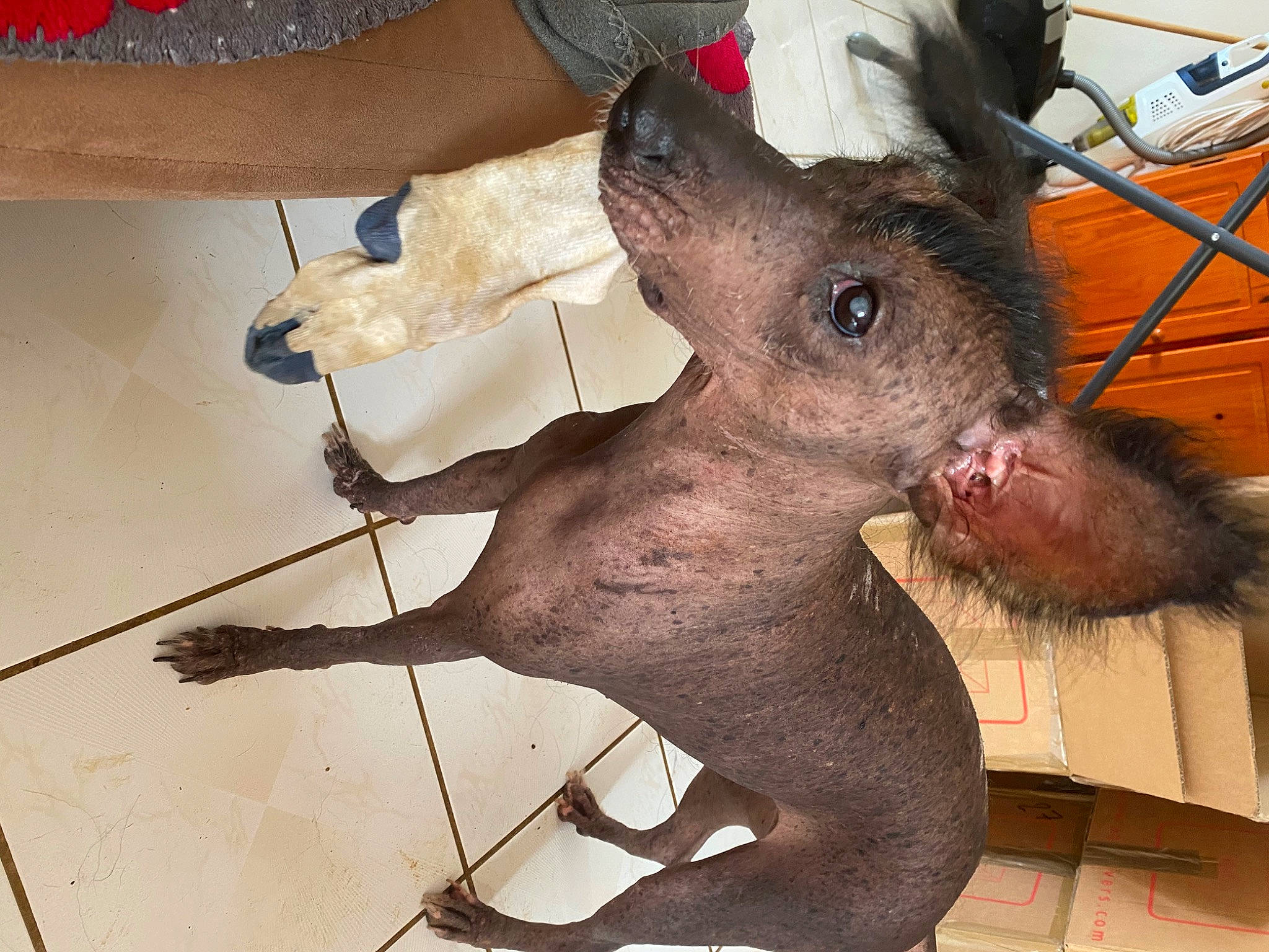 Myllie a rejoint le concours — aidez-le/la à gagner de superbes lots ! claw, fawn, flooring, foot, fur, marsupial, metal, mouse, muridae, muroidea, paw, pest, rat, rodent, snout, suidae, terrestrial_animal, whiskers, wood, working_animal