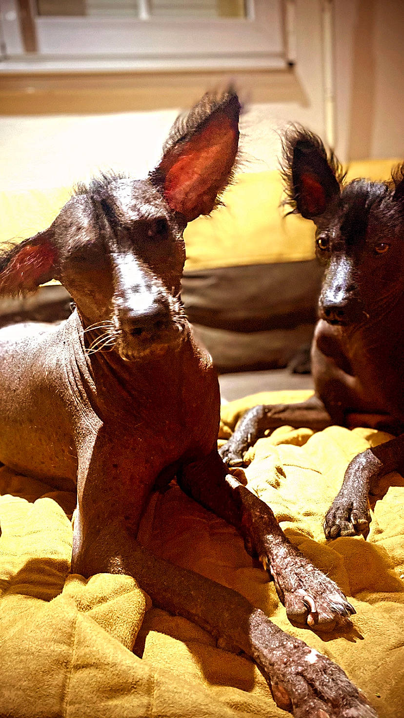 Myllie participe au concours pour gagner de l'argent avec cette photo : adaptation, art, canidae, dog_breed, ear, eye, fawn, fur, happy, horn, landscape, livestock, mammal, organism, snout, terrestrial_animal, vertebrate, whiskers, wildlife, working_animal