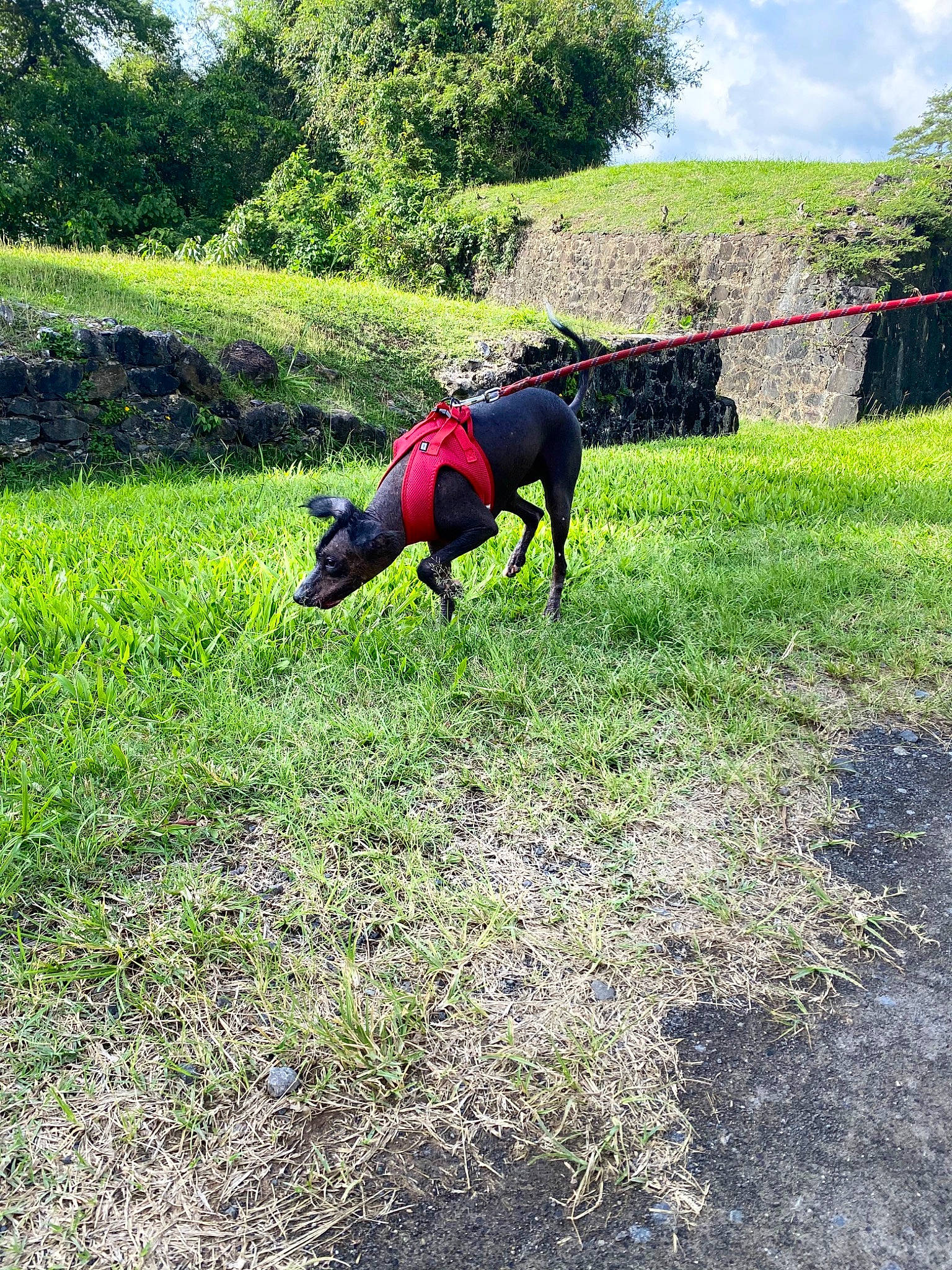 Myllie a rejoint le concours — aidez-le/la à gagner de superbes lots ! canidae, carnivore, cloud, dog, dog_breed, grass, grass_family, grassland, groundcover, landscape, lawn, pasture, people_in_nature, plant, shrub, sky, soil, sporting_group, tree, working_animal