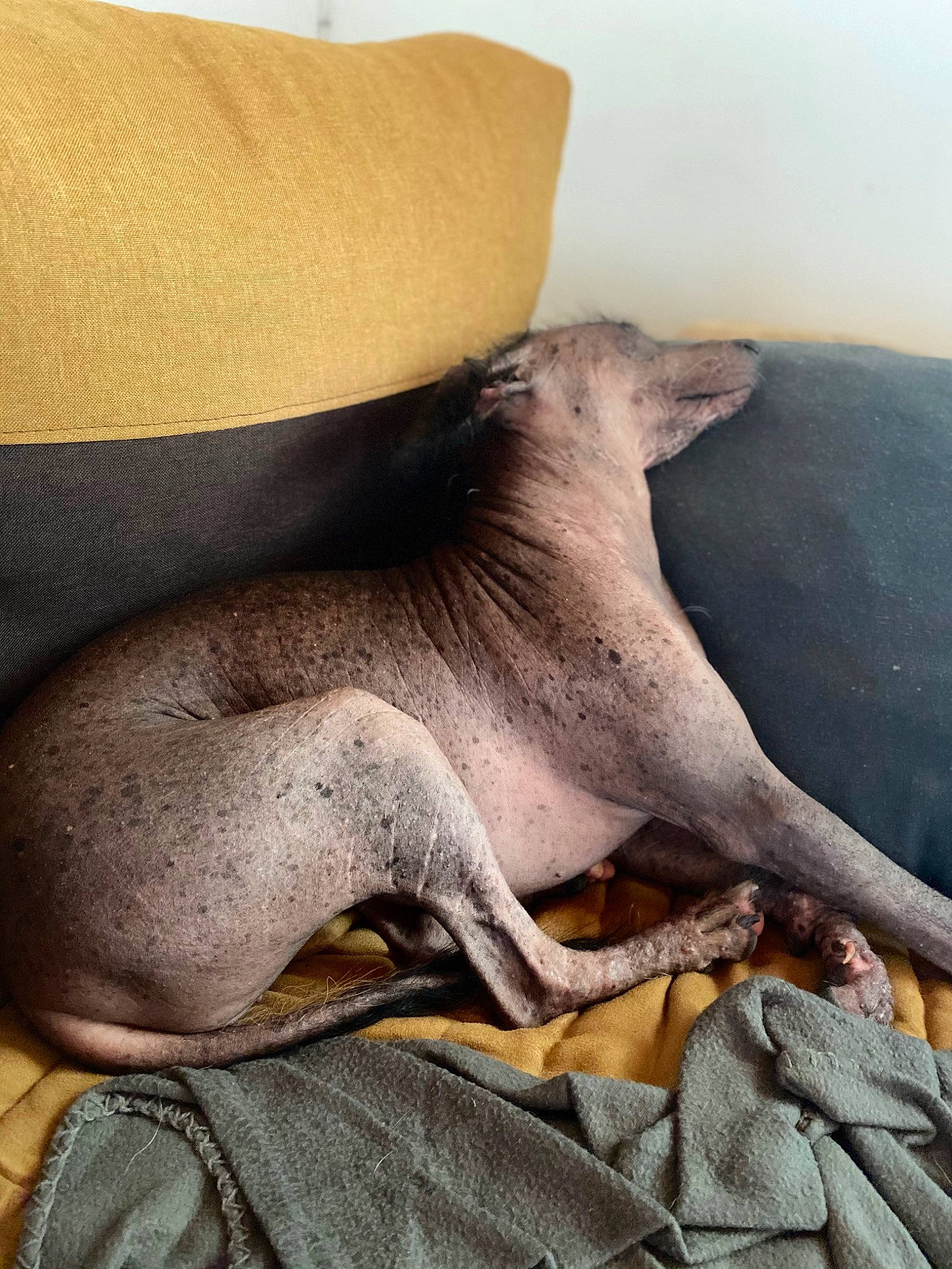 Myllie a rejoint le concours — aidez-le/la à gagner de superbes lots ! abdomen, art, chest, comfort, fawn, foot, fur, human_leg, knee, leg, linens, marine_mammal, nap, sleep, snout, tail, thigh, trunk, wildlife, wood